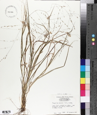 Eragrostis refracta image