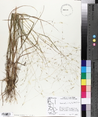 Eragrostis refracta image