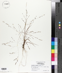 Eragrostis refracta image