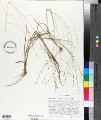 Eragrostis refracta image