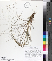 Eragrostis refracta image