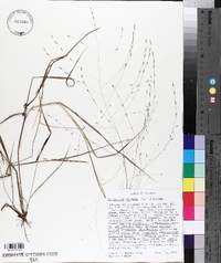 Eragrostis refracta image