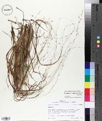 Eragrostis refracta image