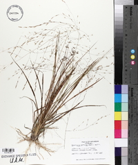 Eragrostis refracta image