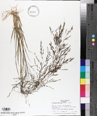 Eragrostis refracta image