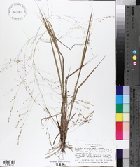 Eragrostis refracta image