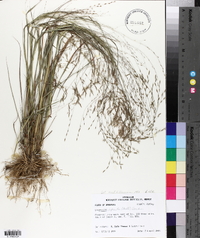 Eragrostis refracta image