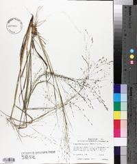 Eragrostis refracta image