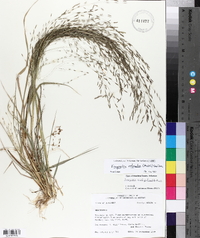 Eragrostis refracta image