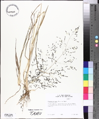 Eragrostis nigra image