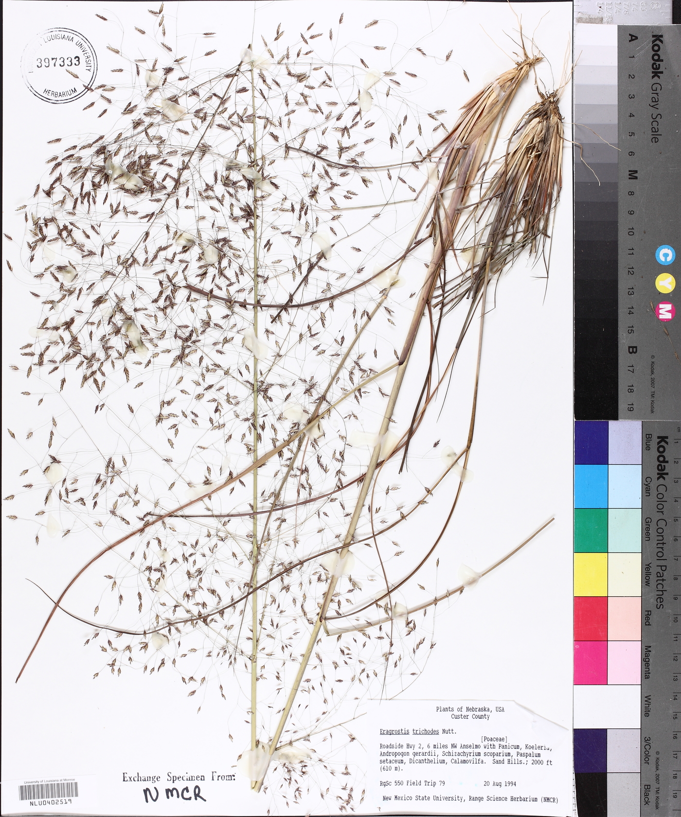 Eragrostis trichodes image