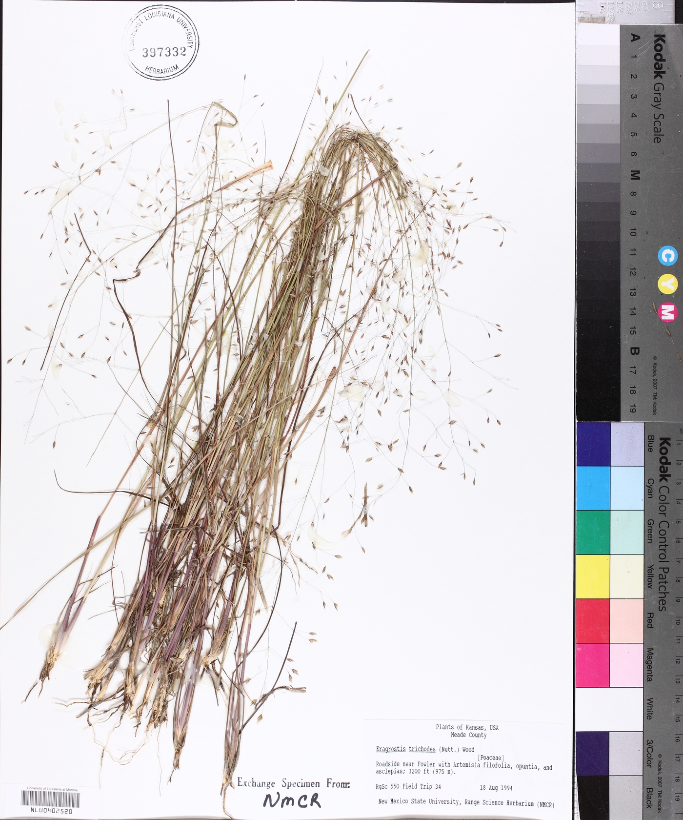 Eragrostis trichodes image