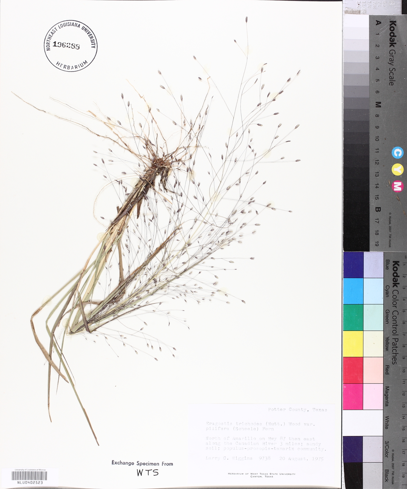 Eragrostis trichodes image