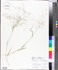 Eragrostis trichodes image