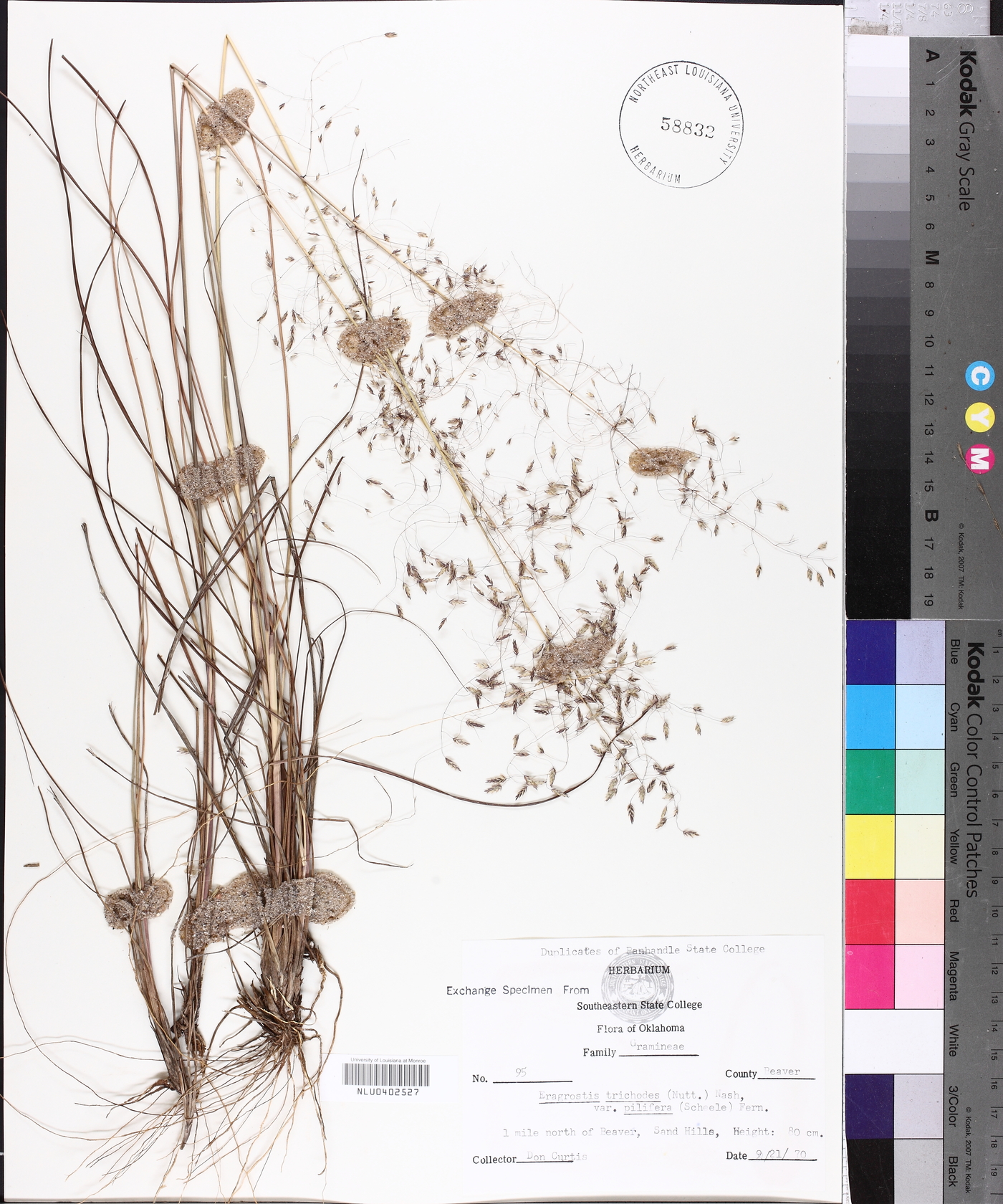 Eragrostis trichodes image