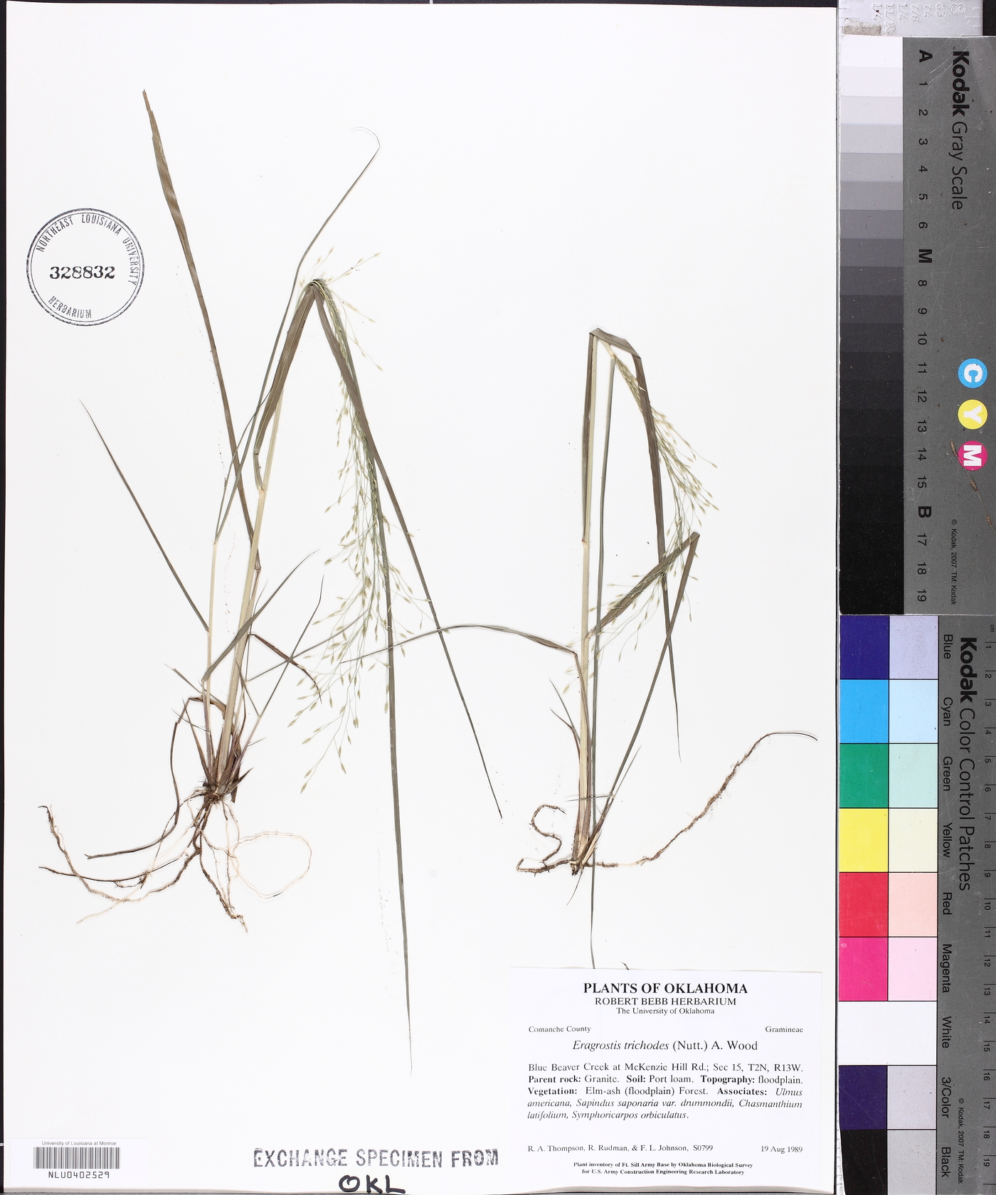 Eragrostis trichodes image