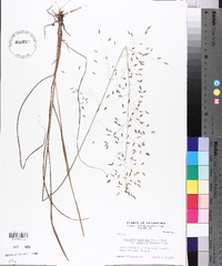 Eragrostis trichodes image