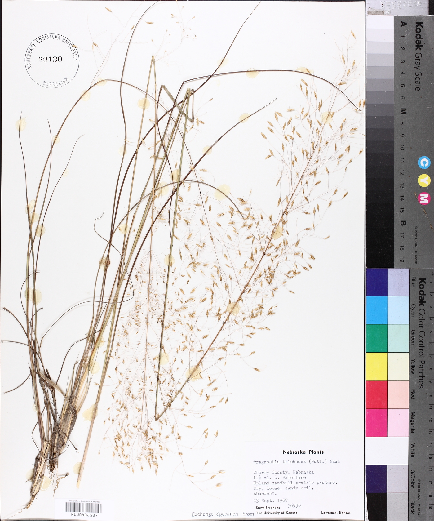 Eragrostis trichodes image