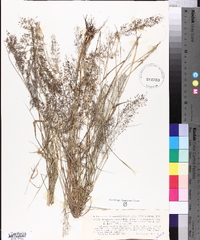 Eragrostis viscosa image