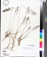 Eragrostis schweinfurthii image