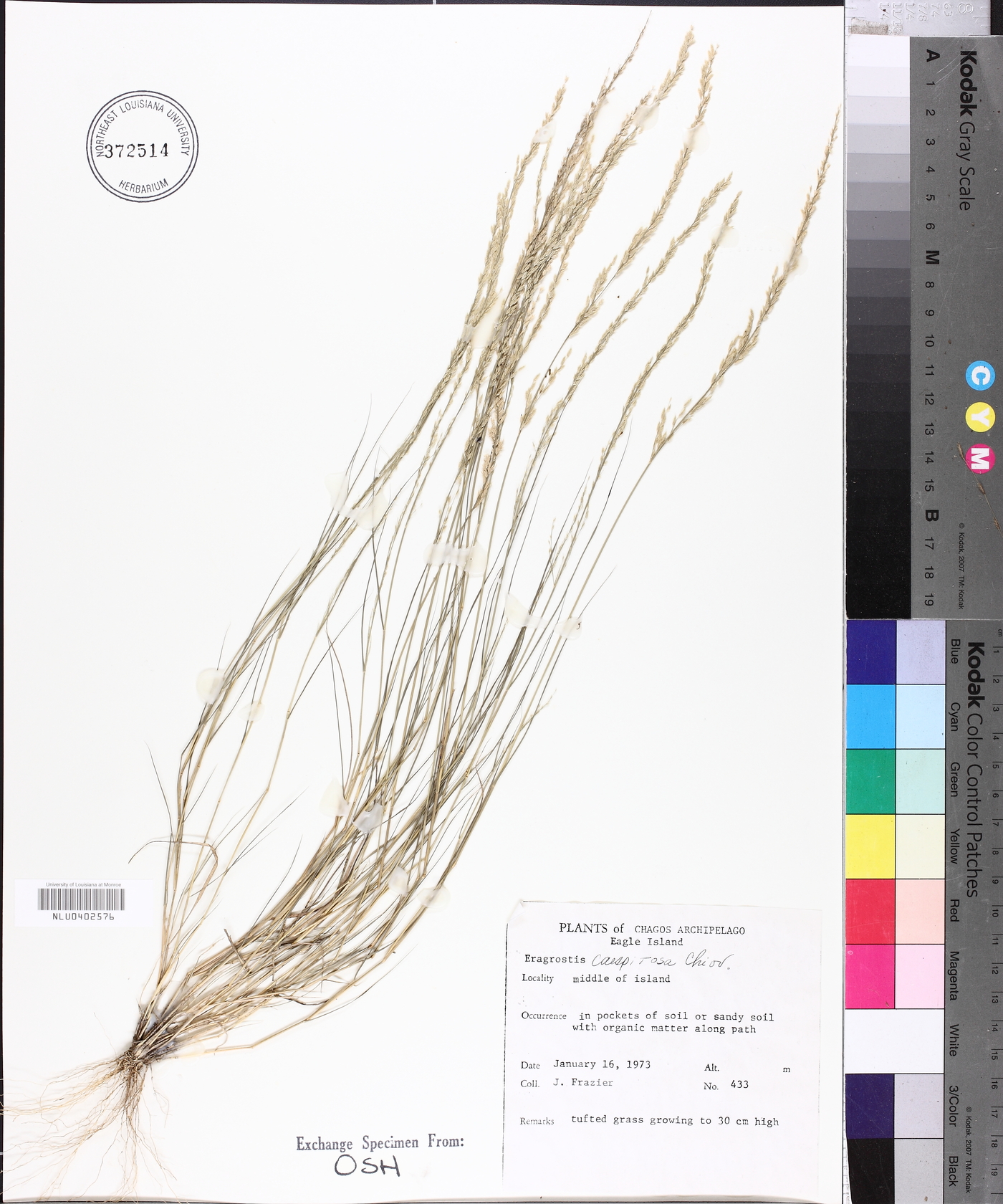 Eragrostis caespitosa image