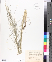 Eragrostis tef image