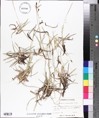 Eremochloa ophiuroides image