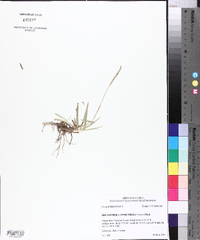 Eremochloa ophiuroides image