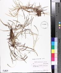 Eremochloa ophiuroides image