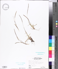 Eremochloa ophiuroides image