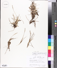 Eremochloa ophiuroides image