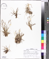 Eremochloa ophiuroides image