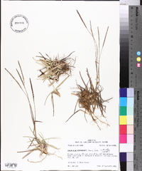 Eremochloa ophiuroides image