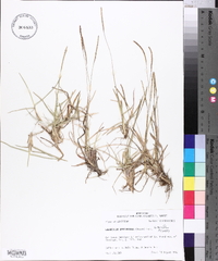 Eremochloa ophiuroides image