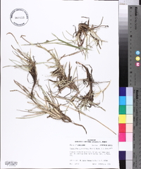 Eremochloa ophiuroides image