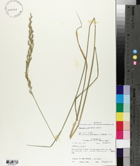 Lolium arundinaceum image