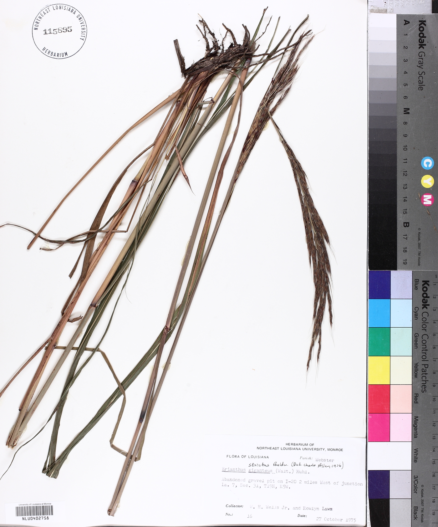 Saccharum baldwinii image
