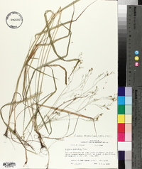 Festuca subverticillata image