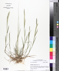 Hordeum pusillum image