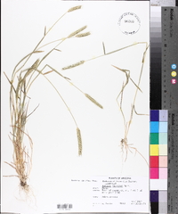 Hordeum pusillum image