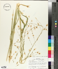 Glyceria septentrionalis image