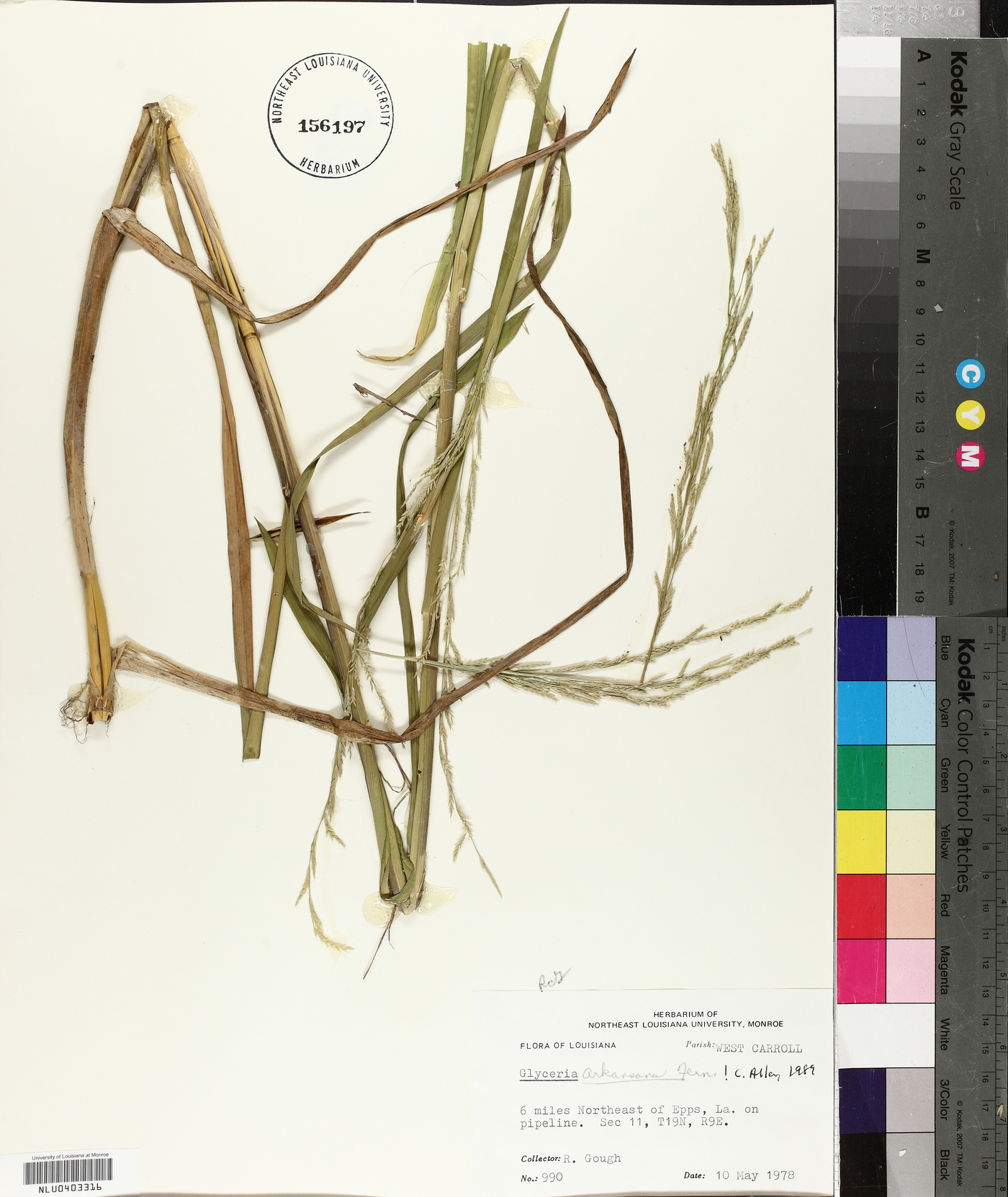 Glyceria arkansana image