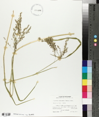 Glyceria canadensis image