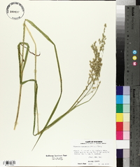 Glyceria canadensis image