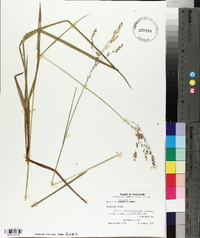 Glyceria canadensis image