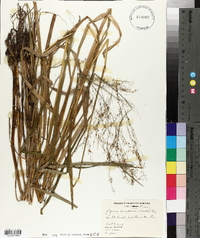 Glyceria canadensis image