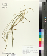 Glyceria canadensis image