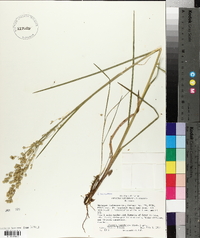 Glyceria canadensis image