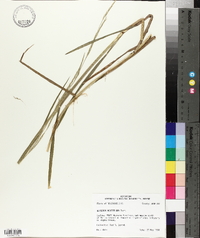 Glyceria acutiflora image