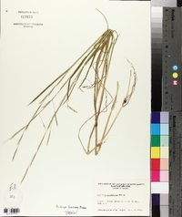 Glyceria acutiflora image